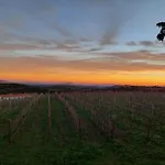 Il Sughereto In Vigna